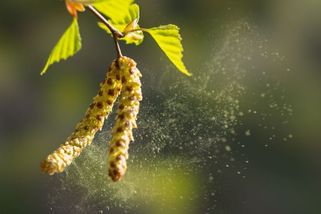 Skoro polovina Japonců trpí alergií. Problém vznikl před 60 lety v lesích - Seznam Zprávy